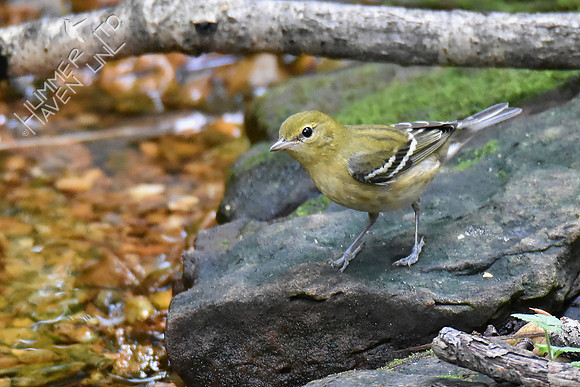Bay-breasted Warbler 10-4-18
