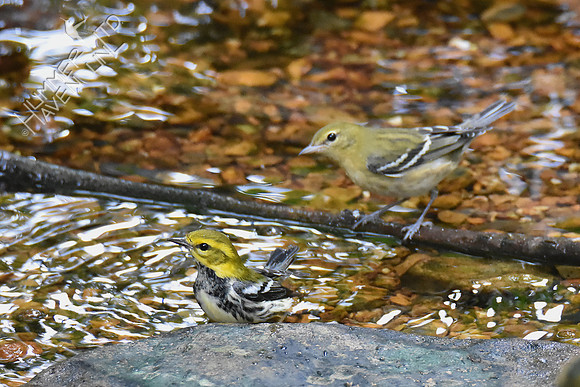 Black-throated Green and Bay-breasted Warblers 10-4-18