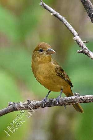 Summer Tanager 10-4-18