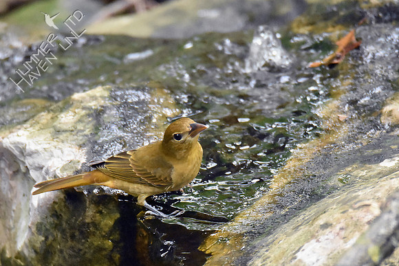 Summer Tanager 10-4-18
