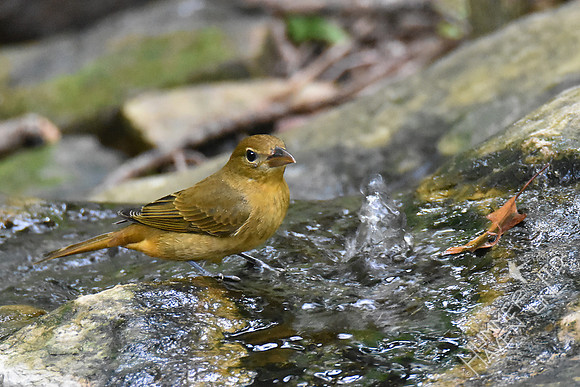 Summer Tanager 10-4-18
