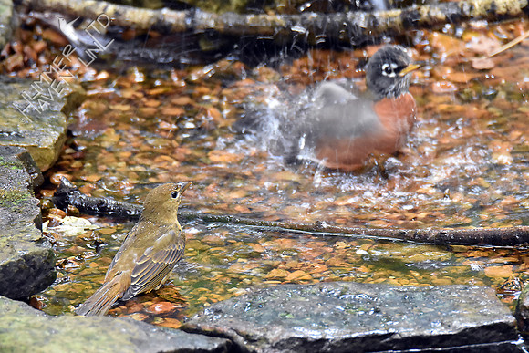 Summer Tanager and American Robin 10-4-18
