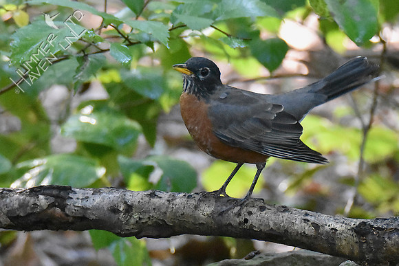 American Robin 10-5-18
