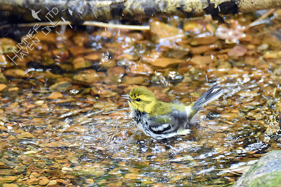 Black-throated Green Warbler 10-5-18