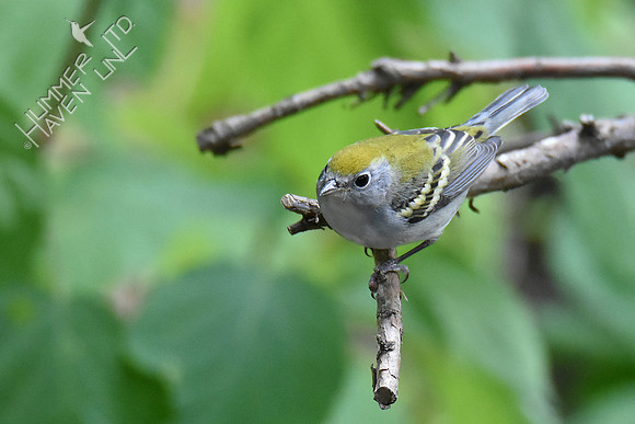 Chestnut-sided Warbler 10-5-18