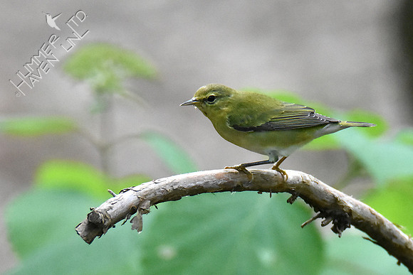Tennessee Warbler 10-5-18