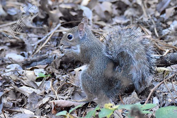 Eastern Gray Squirrel 10-5-18