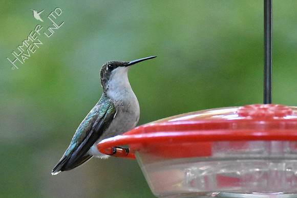 Ruby-throated Hummingbird 10-6-18