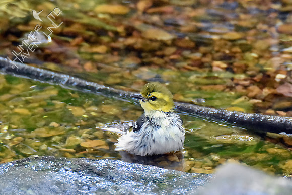 Black-throated Green Warbler 10-6-18