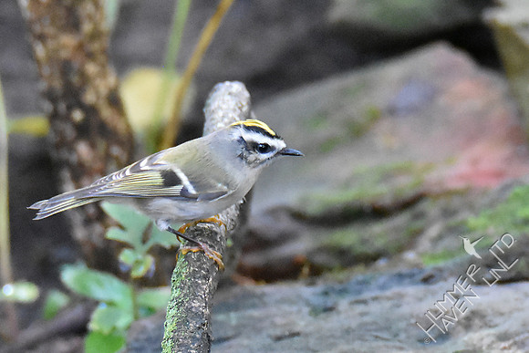 Golden-crowned Kinglet 10-6-18