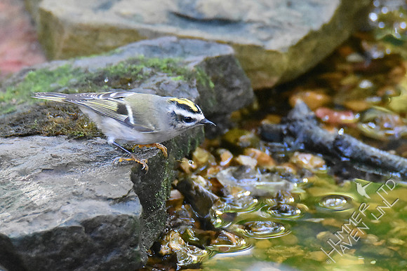 Golden-crowned Kinglet 10-6-18