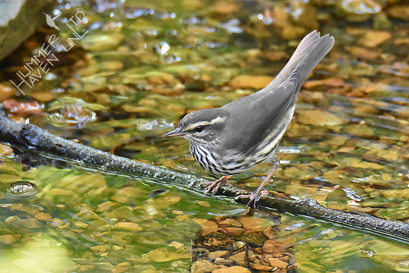 Northern Waterthrush 10-6-18