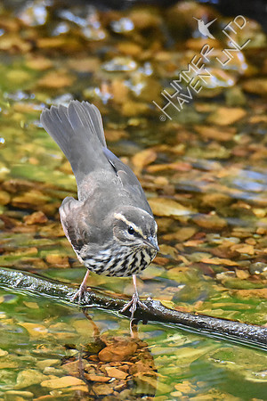 Northern Waterthrush 10-6-18
