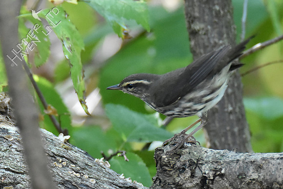 Northern Waterthrush 10-6-18