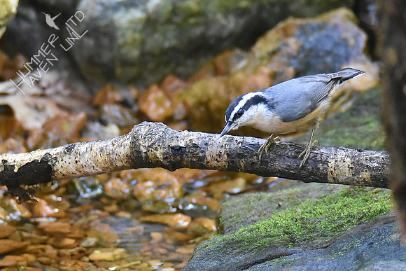 Red-breasted Nuthatch 10-6-18