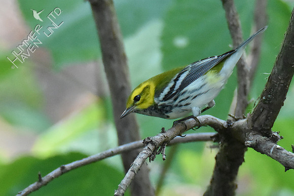 Black-throated Green Warbler 10-6-18