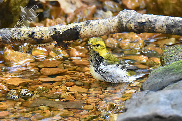 Black-throated Green Warbler 10-6-18