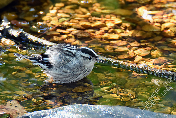 Black-and-white Warbler 10-6-18