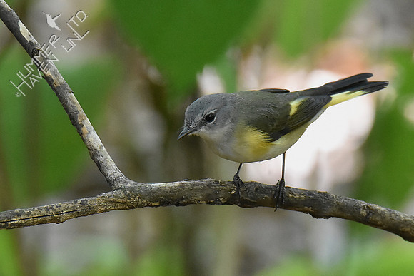 10-6-18-7171 Am Redstart.jpg