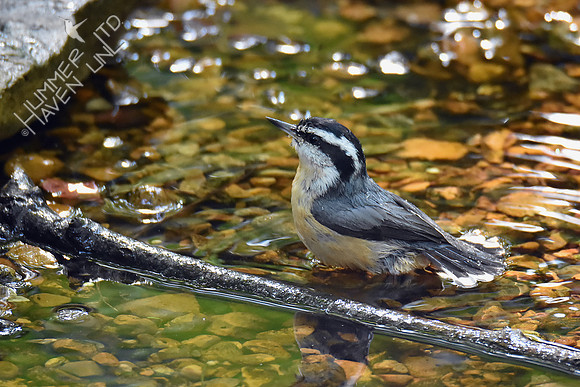Red-breasted Nuthatch 10-6-18