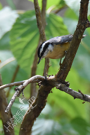 Red-breasted Nuthatch 10-6-18