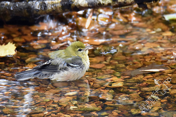 Bay-breasted Warbler 10-6-18