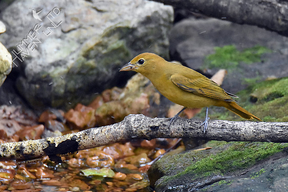 Summer Tanager 10-6-18
