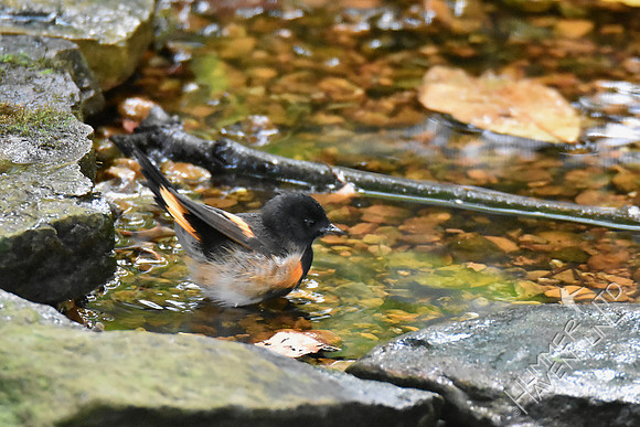 10-6-18-7351 AM Redstart