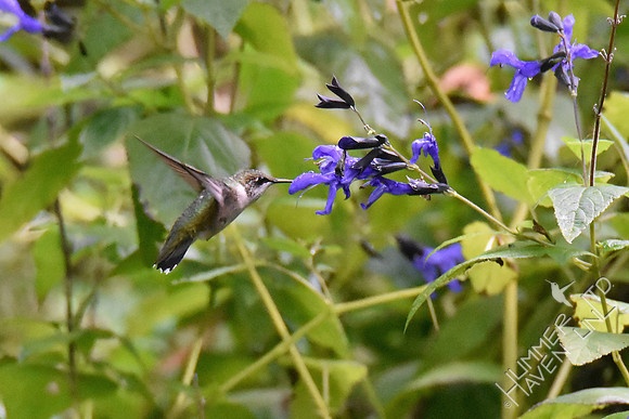 Ruby-throated Hummingbird at Salvia Black and Blue 10-6-18