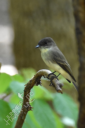 Eastern Phoebe 10-6-18