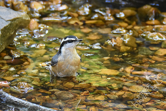Red-breasted Nuthatch 10-6-18