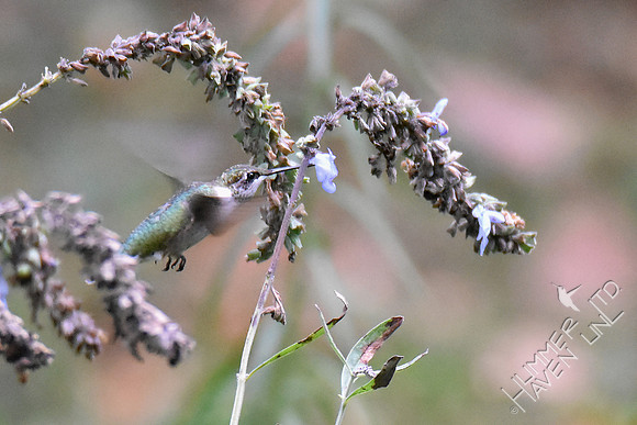 Ruby-throated Hummingbird at Salvia Azurea 10-6-18
