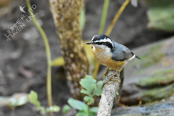 Red-breasted Nuthatch 10-6-18