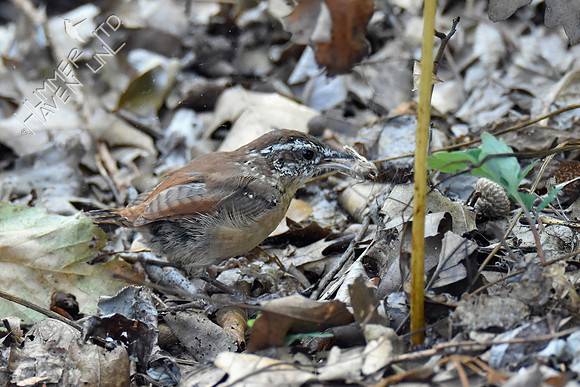 Carolina Wren with moth from leaf cluster 10-6-18