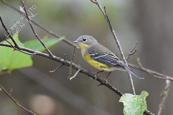 Magnolia Warbler 10-7-18
