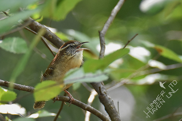 Carolina Wren singing 10-7-18