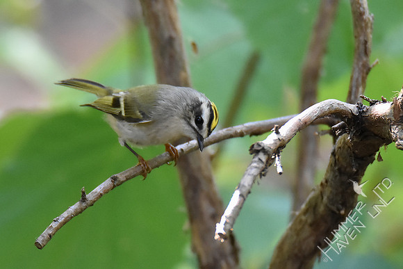Golden-crowned Kinglet 10-6-18