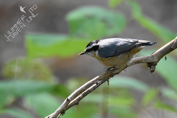 Red-Breasted Nuthatch 10-7-18