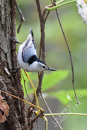 White-breasted Nuthatch 10-7-18