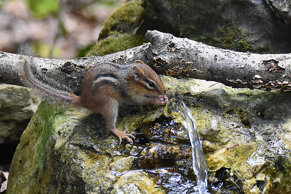 Eastern Chipmunk 10-7-18