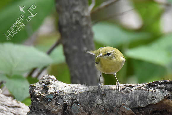 Tennessee Warbler 10-7-18
