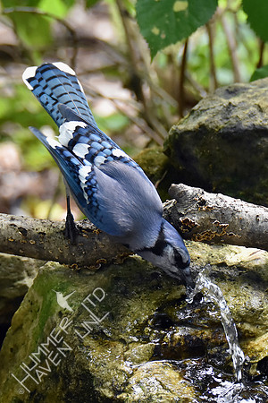 Blue Jay 10-7-18