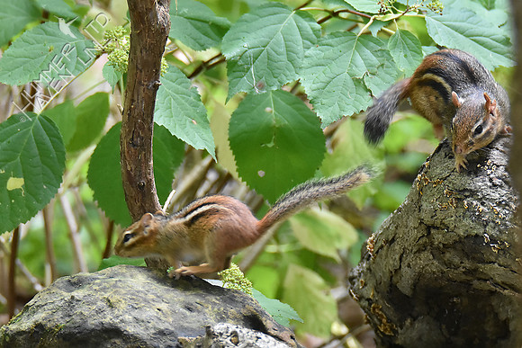 Eastern Chipmunks 10-7-18