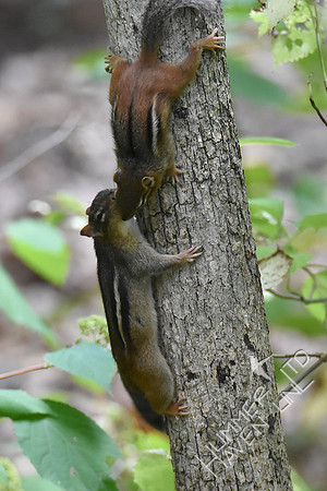 Eastern Chipmunks 10-7-18