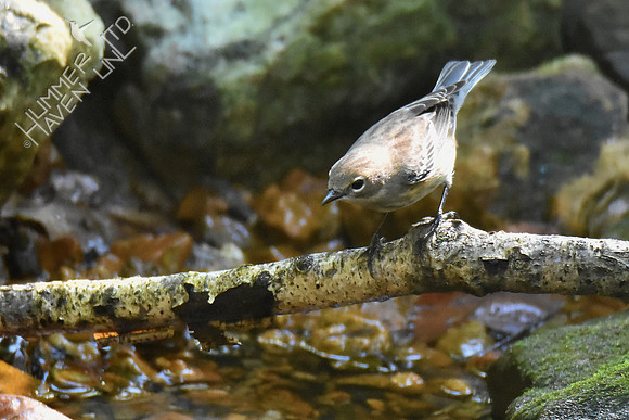 Yellow-rumped Warbler 10-8-18