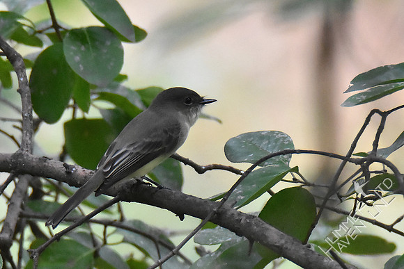 Eastern Phoebe 10-9-18