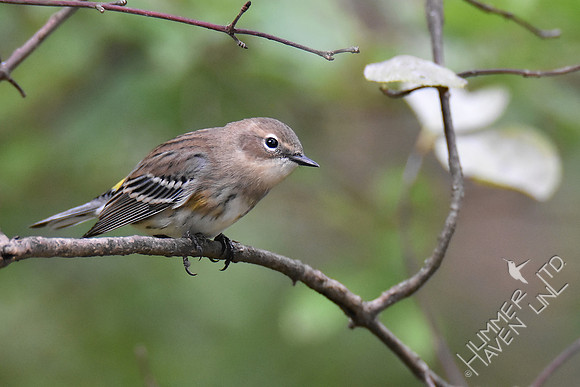 Yellow-rumped Warbler 10-9-18