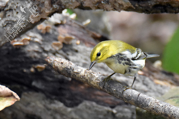 Black-throated Green Warbler 10-9-18