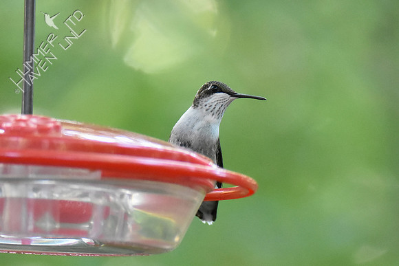 Ruby-throated Hummingbird 10-9-18