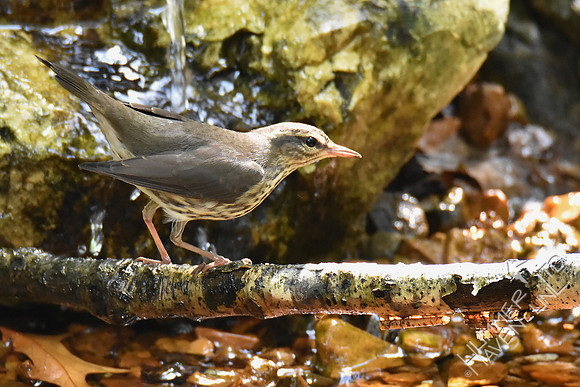 Northern Waterthrush 10-9-18